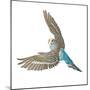 Budgerigar in Flight-null-Mounted Photographic Print