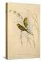 Budgerigar, Melopsittacus Undulatus-Elizabeth Gould-Stretched Canvas