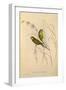 Budgerigar, Melopsittacus Undulatus-Elizabeth Gould-Framed Giclee Print