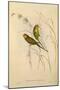Budgerigar, Melopsittacus Undulatus-Elizabeth Gould-Mounted Giclee Print