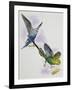 Budgerigar or Common Pet Parakeet (Melopsittacus Undulatus), Psittacidae-null-Framed Giclee Print