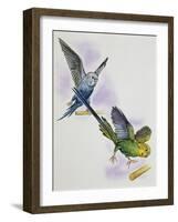 Budgerigar or Common Pet Parakeet (Melopsittacus Undulatus), Psittacidae-null-Framed Giclee Print