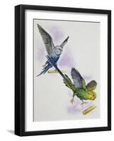 Budgerigar or Common Pet Parakeet (Melopsittacus Undulatus), Psittacidae-null-Framed Giclee Print