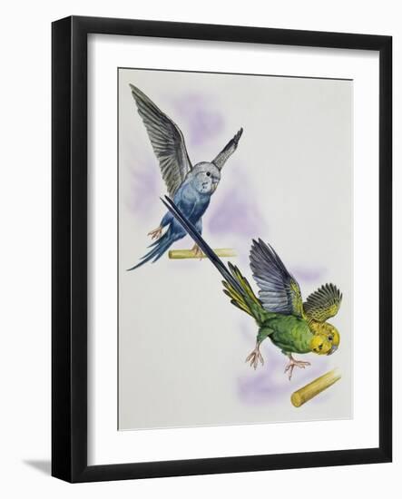 Budgerigar or Common Pet Parakeet (Melopsittacus Undulatus), Psittacidae-null-Framed Giclee Print