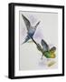 Budgerigar or Common Pet Parakeet (Melopsittacus Undulatus), Psittacidae-null-Framed Giclee Print