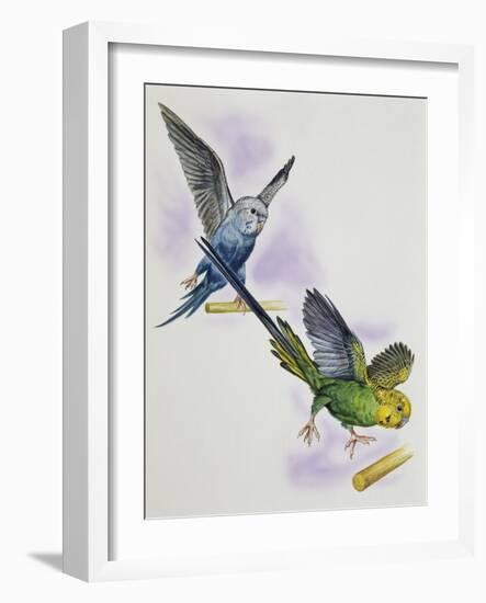 Budgerigar or Common Pet Parakeet (Melopsittacus Undulatus), Psittacidae-null-Framed Giclee Print