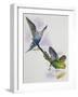 Budgerigar or Common Pet Parakeet (Melopsittacus Undulatus), Psittacidae-null-Framed Giclee Print