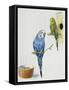 Budgerigar or Common Pet Parakeet (Melopsittacus Undulatus), Psittacidae-null-Framed Stretched Canvas