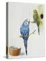 Budgerigar or Common Pet Parakeet (Melopsittacus Undulatus), Psittacidae-null-Stretched Canvas