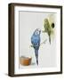 Budgerigar or Common Pet Parakeet (Melopsittacus Undulatus), Psittacidae-null-Framed Giclee Print