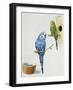 Budgerigar or Common Pet Parakeet (Melopsittacus Undulatus), Psittacidae-null-Framed Giclee Print