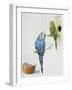 Budgerigar or Common Pet Parakeet (Melopsittacus Undulatus), Psittacidae-null-Framed Giclee Print