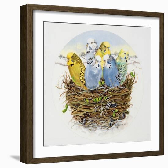 Budgerigars in a Nest, 1995-E.B. Watts-Framed Giclee Print