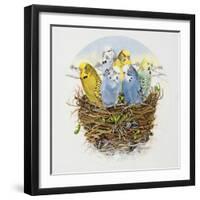 Budgerigars in a Nest, 1995-E.B. Watts-Framed Giclee Print