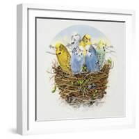 Budgerigars in a Nest, 1995-E.B. Watts-Framed Giclee Print