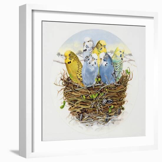 Budgerigars in a Nest, 1995-E.B. Watts-Framed Giclee Print