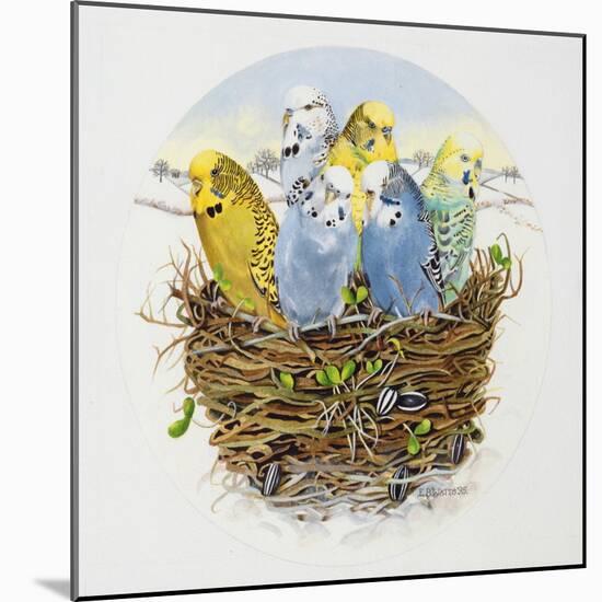 Budgerigars in a Nest, 1995-E.B. Watts-Mounted Giclee Print