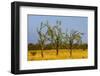 Budgerigars (Melopsittacus undulatus) flocking on tree, Northern Territory, Australia-Paul Williams-Framed Photographic Print