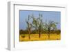 Budgerigars (Melopsittacus undulatus) flocking on tree, Northern Territory, Australia-Paul Williams-Framed Photographic Print