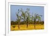 Budgerigars (Melopsittacus undulatus) flocking on tree, Northern Territory, Australia-Paul Williams-Framed Photographic Print