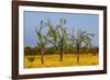 Budgerigars (Melopsittacus undulatus) flocking on tree, Northern Territory, Australia-Paul Williams-Framed Photographic Print