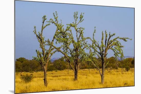 Budgerigars (Melopsittacus undulatus) flocking on tree, Northern Territory, Australia-Paul Williams-Mounted Photographic Print