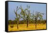 Budgerigars (Melopsittacus undulatus) flocking on tree, Northern Territory, Australia-Paul Williams-Framed Stretched Canvas