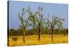 Budgerigars (Melopsittacus undulatus) flocking on tree, Northern Territory, Australia-Paul Williams-Stretched Canvas