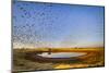 Budgerigars (Melopsittacus undulatus) flocking to find water, Northern Territory, Australia-Paul Williams-Mounted Photographic Print