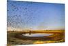 Budgerigars (Melopsittacus undulatus) flocking to find water, Northern Territory, Australia-Paul Williams-Mounted Photographic Print