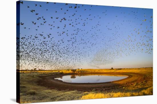 Budgerigars (Melopsittacus undulatus) flocking to find water, Northern Territory, Australia-Paul Williams-Stretched Canvas