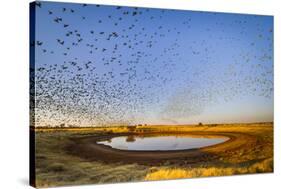 Budgerigars (Melopsittacus undulatus) flocking to find water, Northern Territory, Australia-Paul Williams-Stretched Canvas