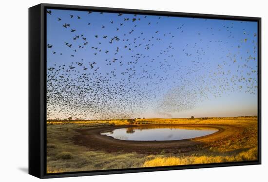 Budgerigars (Melopsittacus undulatus) flocking to find water, Northern Territory, Australia-Paul Williams-Framed Stretched Canvas