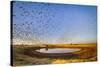 Budgerigars (Melopsittacus undulatus) flocking to find water, Northern Territory, Australia-Paul Williams-Stretched Canvas