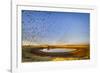 Budgerigars (Melopsittacus undulatus) flocking to find water, Northern Territory, Australia-Paul Williams-Framed Photographic Print