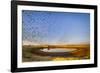 Budgerigars (Melopsittacus undulatus) flocking to find water, Northern Territory, Australia-Paul Williams-Framed Photographic Print