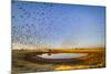 Budgerigars (Melopsittacus undulatus) flocking to find water, Northern Territory, Australia-Paul Williams-Mounted Photographic Print