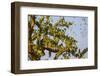 Budgerigars (Melopsittacus undulatus), flocking to find water, Northern Territory, Australia-Paul Williams-Framed Photographic Print