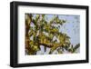 Budgerigars (Melopsittacus undulatus), flocking to find water, Northern Territory, Australia-Paul Williams-Framed Photographic Print