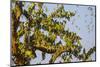 Budgerigars (Melopsittacus undulatus), flocking to find water, Northern Territory, Australia-Paul Williams-Mounted Photographic Print