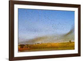 Budgerigars (Melopsittacus undulatus) flocking to find water, Northern Territory, Australia-Paul Williams-Framed Photographic Print