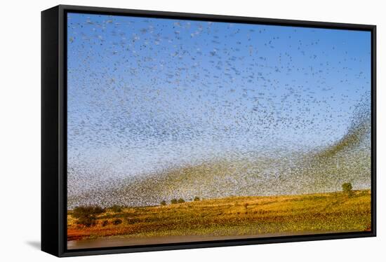 Budgerigars (Melopsittacus undulatus) flocking to find water, Northern Territory, Australia-Paul Williams-Framed Stretched Canvas