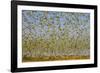 Budgerigars (Melopsittacus undulatus) flocking to find water, Northern Territory, Australia-Paul Williams-Framed Photographic Print