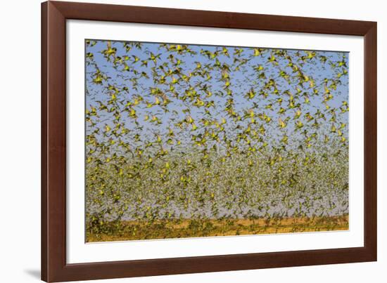 Budgerigars (Melopsittacus undulatus) flocking to find water, Northern Territory, Australia-Paul Williams-Framed Photographic Print