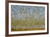 Budgerigars (Melopsittacus undulatus) flocking to find water, Northern Territory, Australia-Paul Williams-Framed Photographic Print