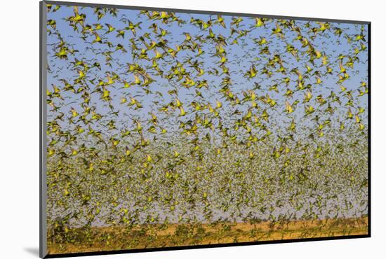 Budgerigars (Melopsittacus undulatus) flocking to find water, Northern Territory, Australia-Paul Williams-Mounted Photographic Print