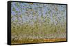 Budgerigars (Melopsittacus undulatus) flocking to find water, Northern Territory, Australia-Paul Williams-Framed Stretched Canvas