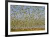 Budgerigars (Melopsittacus undulatus) flocking to find water, Northern Territory, Australia-Paul Williams-Framed Photographic Print