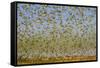 Budgerigars (Melopsittacus undulatus) flocking to find water, Northern Territory, Australia-Paul Williams-Framed Stretched Canvas