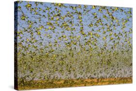 Budgerigars (Melopsittacus undulatus) flocking to find water, Northern Territory, Australia-Paul Williams-Stretched Canvas